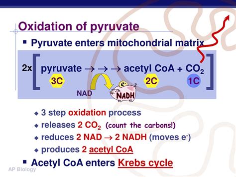 pyruvate oxidation inputs and outputs.
